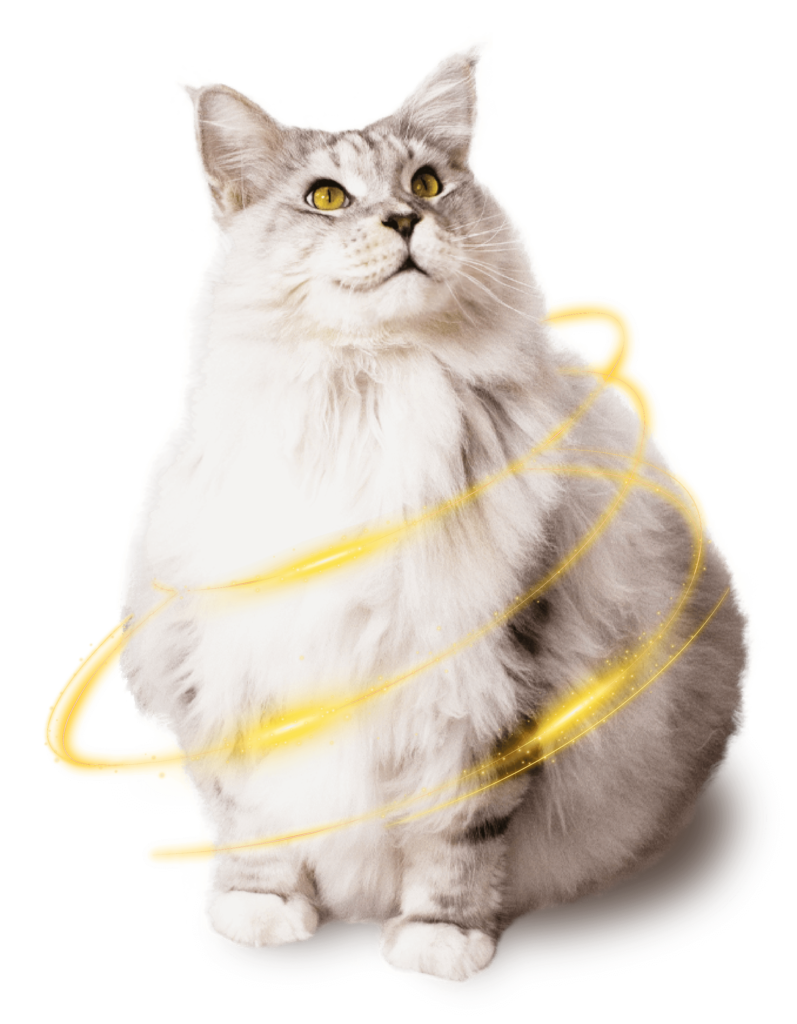 Kucing Furvit dengan bulu lebat