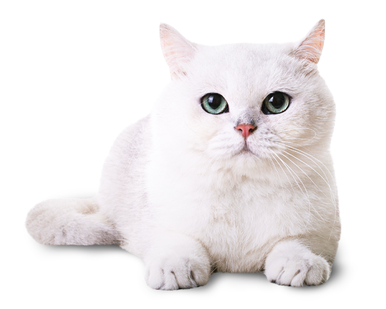 Kucing pelanggan Furvit