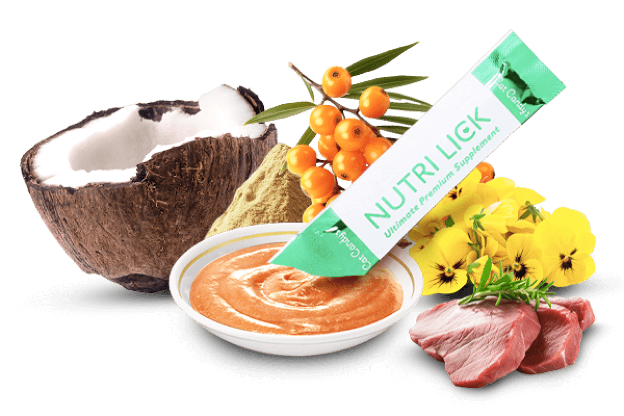 Sapi Premium Selandia Baru